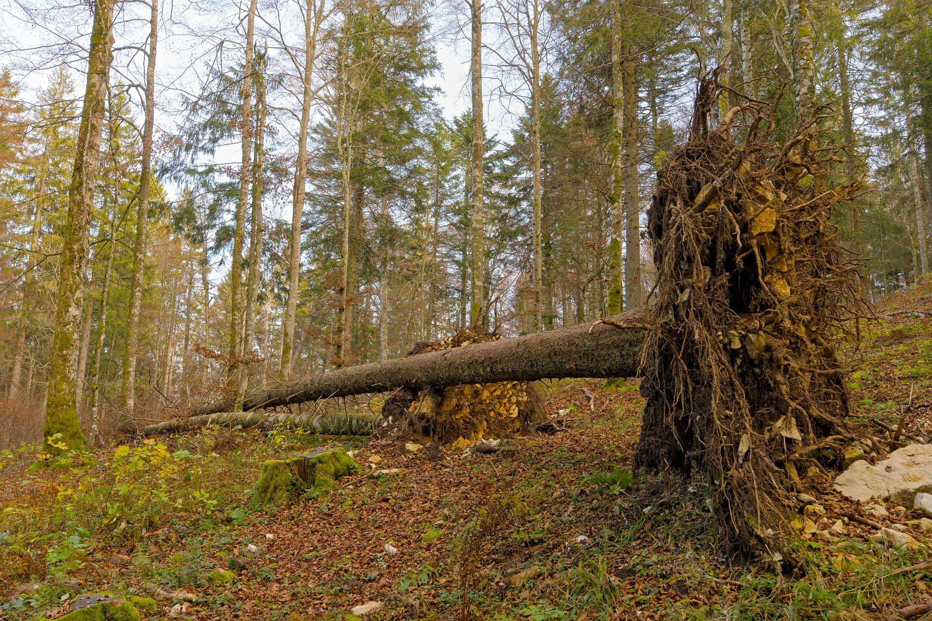 Enlèvement arbre urgence Dax