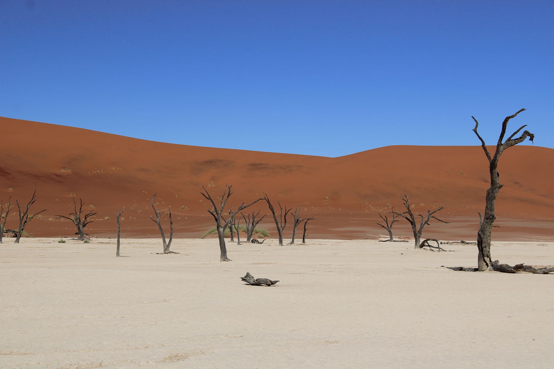 Enlèvement arbre urgence Dax